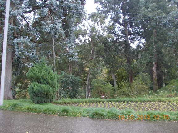 Грузия, Батуми. Ботанический сад.