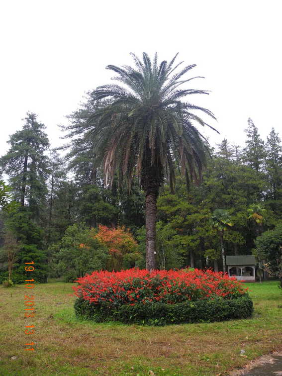 Грузия, Батуми. Ботанический сад.