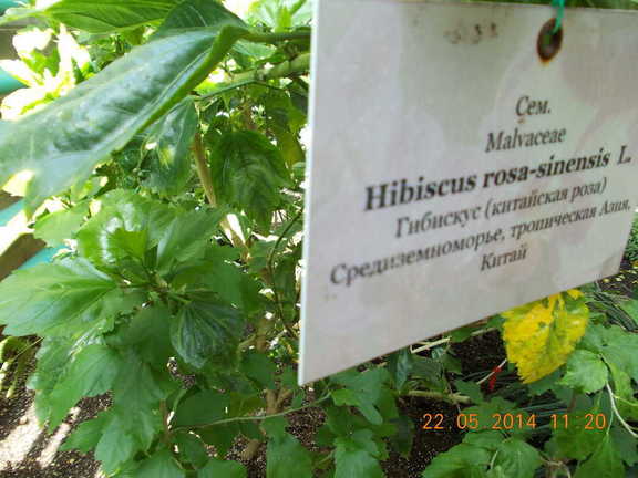 Ботанический сад.