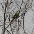 Зеленые попугаи на улицах города.