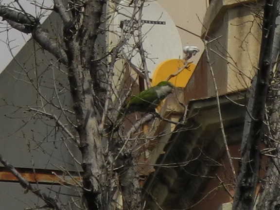 Зеленые попугаи на улицах города.